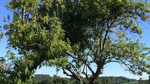 A vineyard with rows of grapevines and a large tree in the foreground.