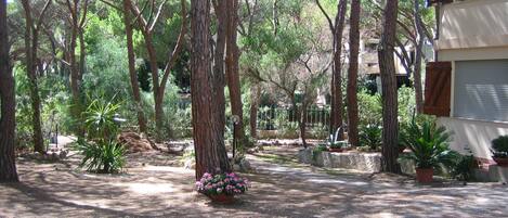 A courtyard with tall trees, potted plants, and a gravel path.
