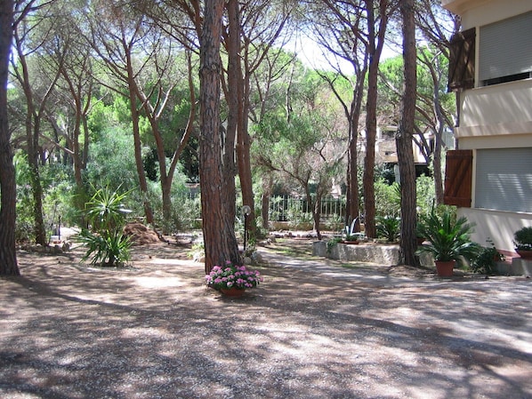 Un cortile con alberi alti, piante in vaso e un vialetto sterrato.