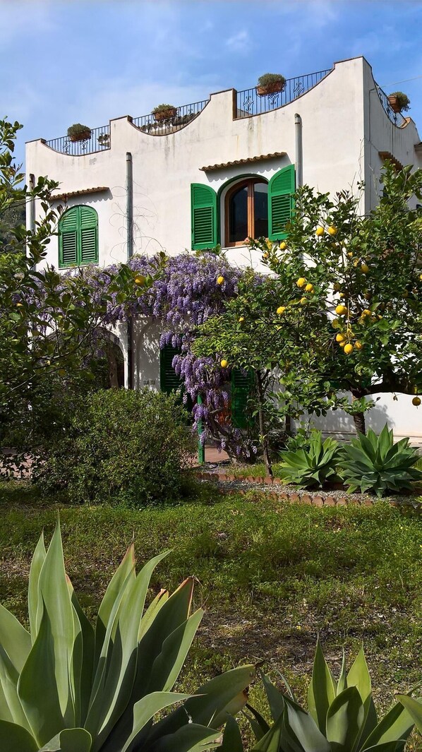 Un edificio con fachada blanca, contraventanas verdes y un jardín con flores moradas y limoneros.