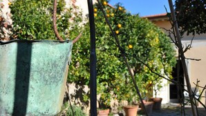 A hanging metal bucket in a garden with potted plants and an orange tree in the background. - Beautiful house in Villa Liberty  (Marina di pisa)
