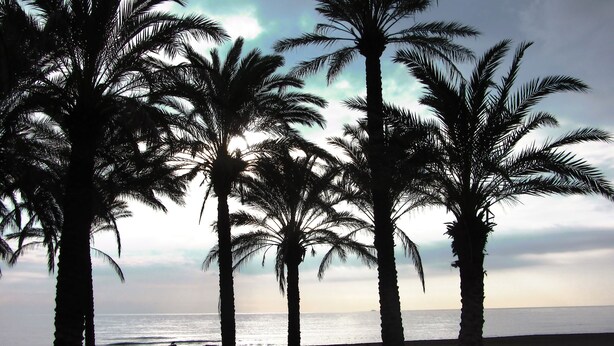 Una playa con palmeras y el océano al fondo.