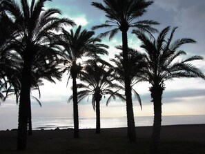 A beach with palm trees and the ocean in the background.