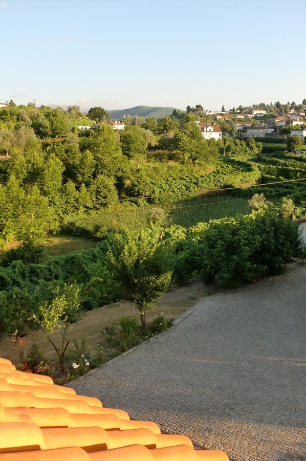 A vineyard with rows of grapevines, a gravel path, and houses in the background. - Quinta das Beautiful :) (Mondim de Basto)