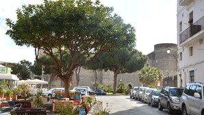 A street lined with parked cars and potted plants, with a large tree in the center. - Apollo Home "Cozy and independent home near the Ursino Castle" (Catania)