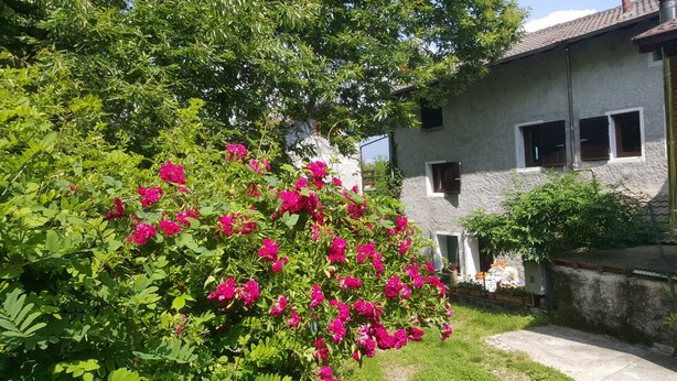 En byggnad av sten med många fönster, omgiven av frodig grönska och vackra, lysande rosa blommor.