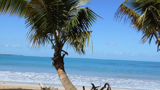 A beach with palm trees, a sandy shore, and the ocean.
