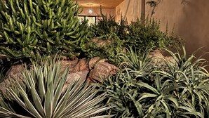 Vista nocturna de un paisaje desértico con cactus y un edificio de diseño moderno.