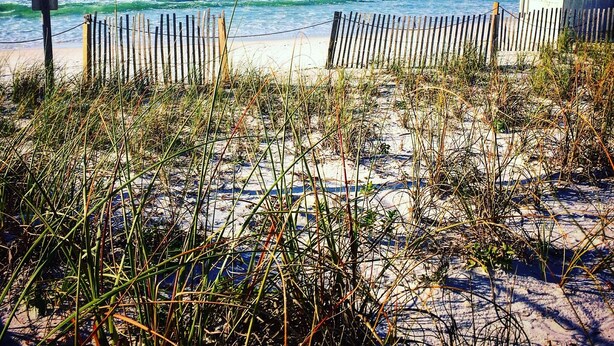 A beach with a wooden fence and sand. - One of SPC's most booked units! Poolfront! Brand NEW renovation!  (Destin)