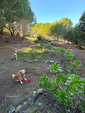 Property grounds - MOUNTAIN TOP GETAWAY : Best View In SLO! : Pets welcome (San Luis Obispo)