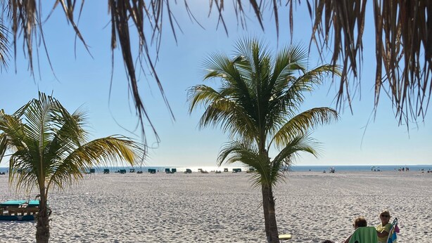 A beach with palm trees and a clear sky.