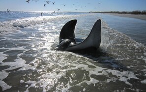 Una ballena emerge del agua, mostrando su cola.