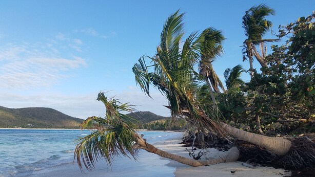 Una playa con palmeras inclinadas sobre el agua, una orilla arenosa y una cadena montañosa en la distancia.