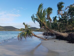 Ein Strand mit Palmen, die sich über das Wasser neigen, ein sandiger Uferstreifen und ein fernes Gebirge.
