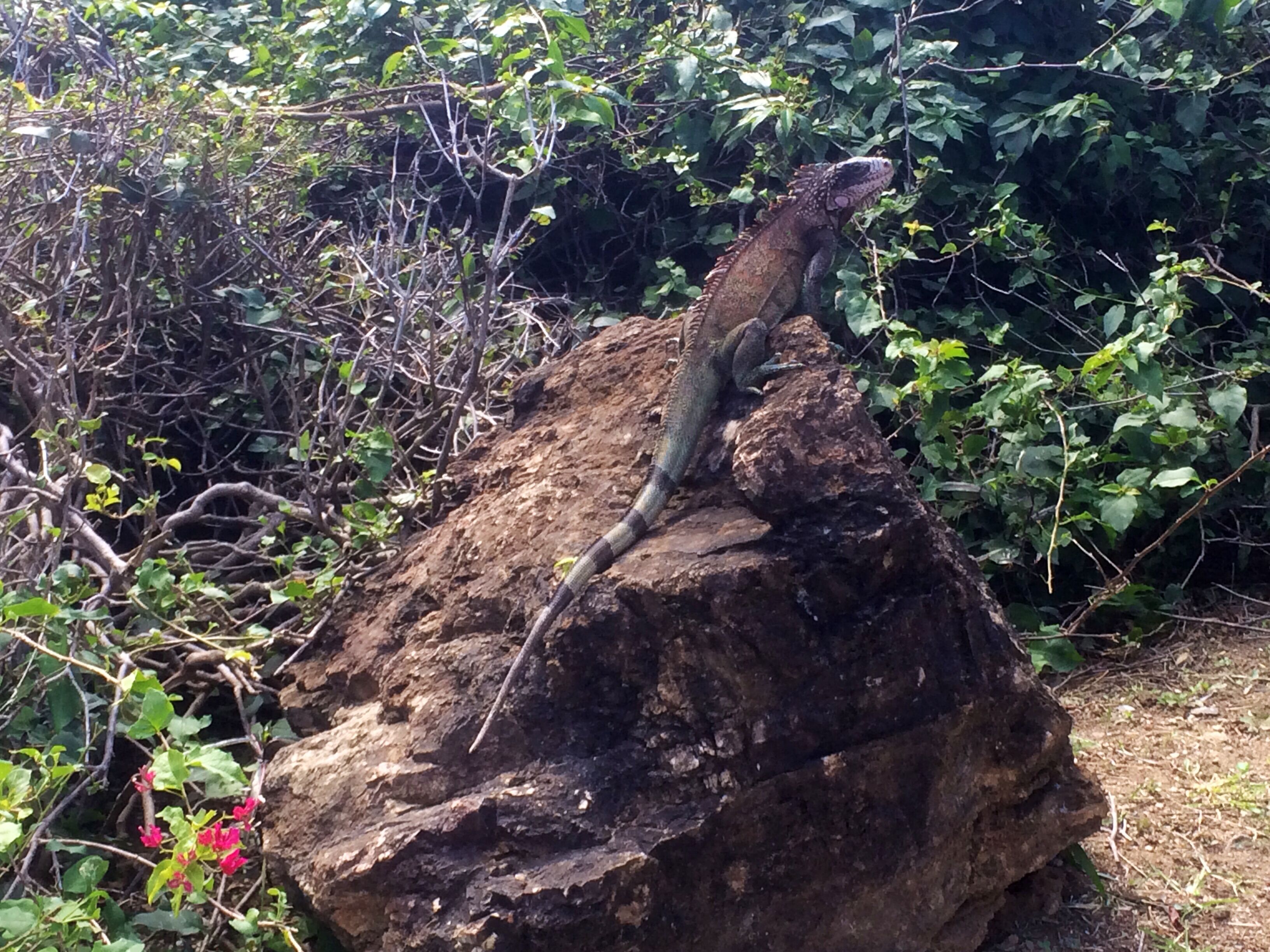 A lizard on a rock surrounded by dense foliage.