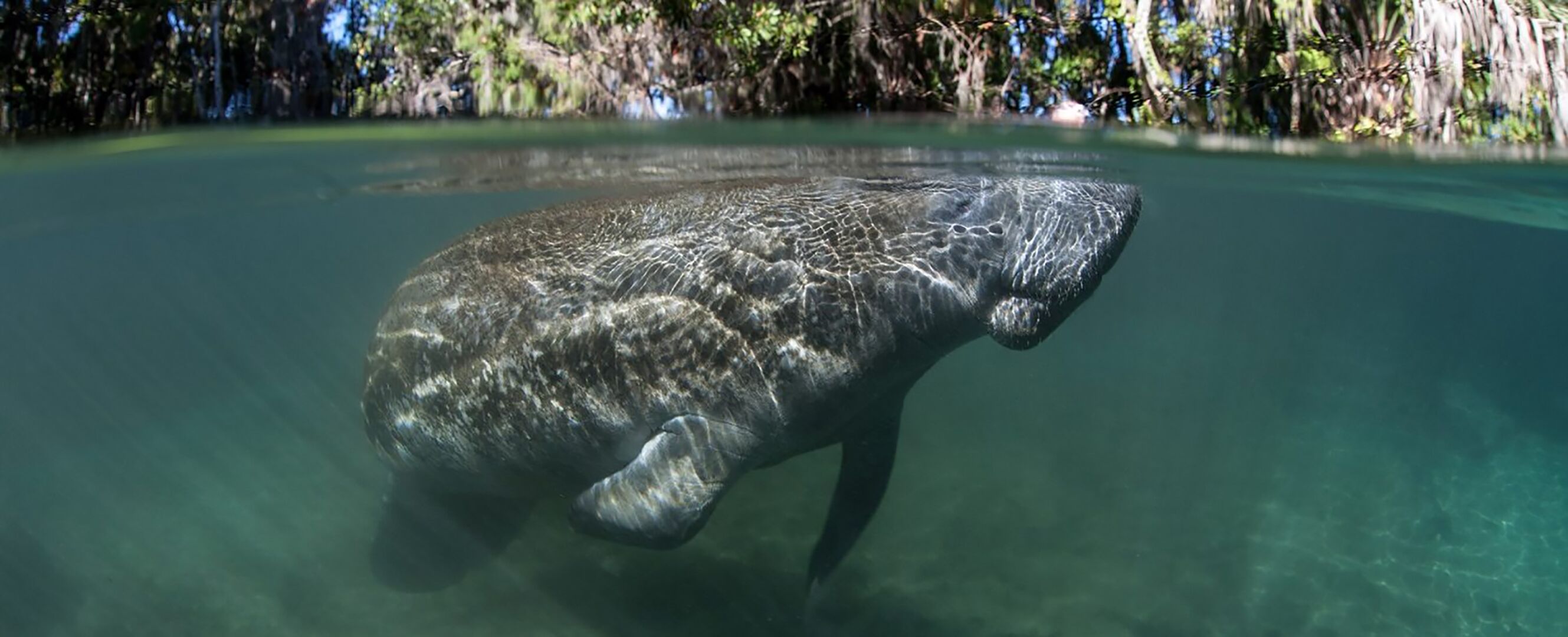 Un manatí nada en aguas cristalinas, con una ribera boscosa al fondo.