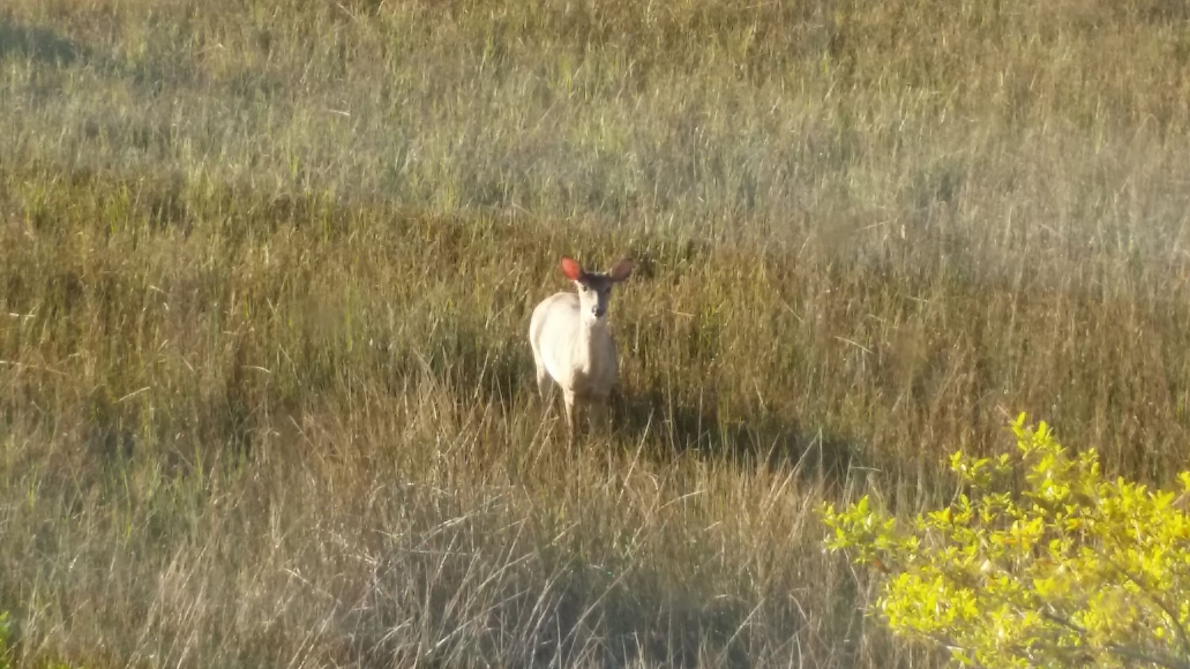Un animal blanc aux oreilles rouges se tient dans un champ d’herbe.