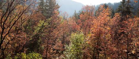 A forested area with dense trees and a mountain in the background.