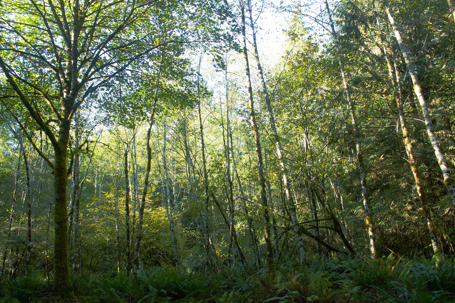 A dense forest with tall trees and undergrowth.