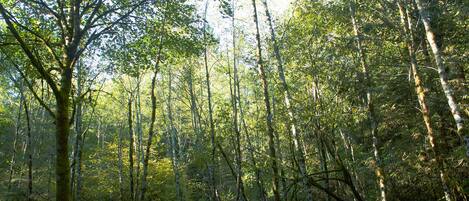 A dense forest with tall trees and undergrowth.