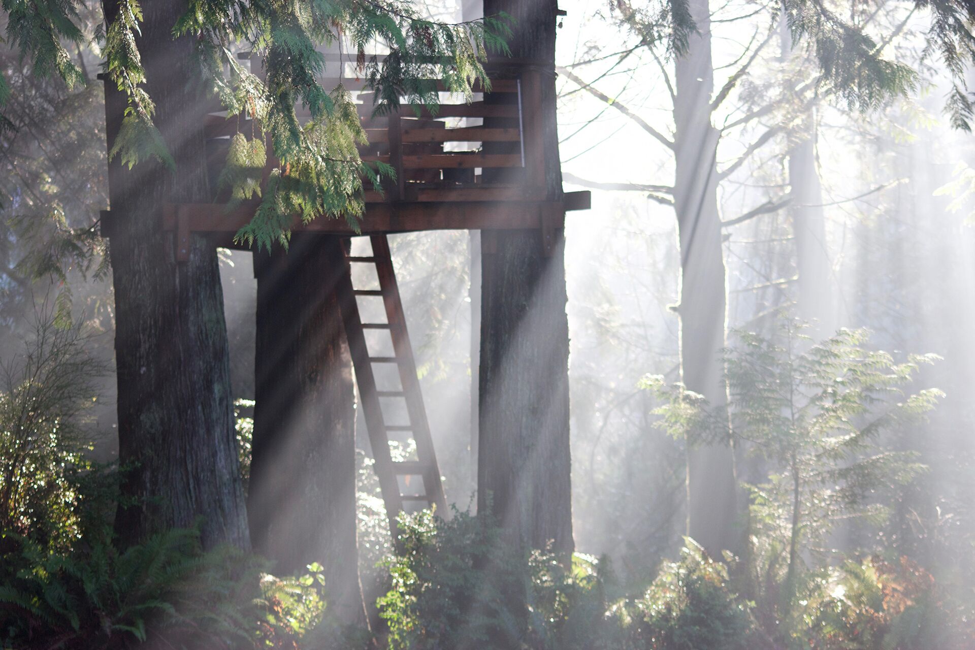 Una struttura in legno con una scala, immersa tra alberi e nebbia.