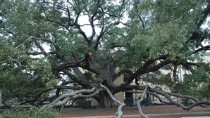 Un arbre gran amb nombroses branques a un parc.