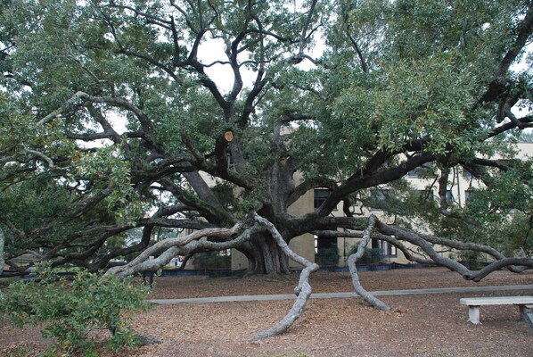 A large tree with extensive branches in a park setting. - Gulf Palms Cottage....Walking distance-beach, cafes, town center. Quiet area. (Long Beach)