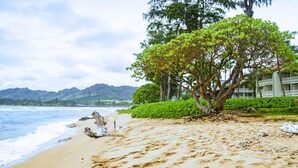 A sandy beach with a large tree and a building in the background. - Direct Ocean Front, Top Floor Studio Paradise (Kapaa)