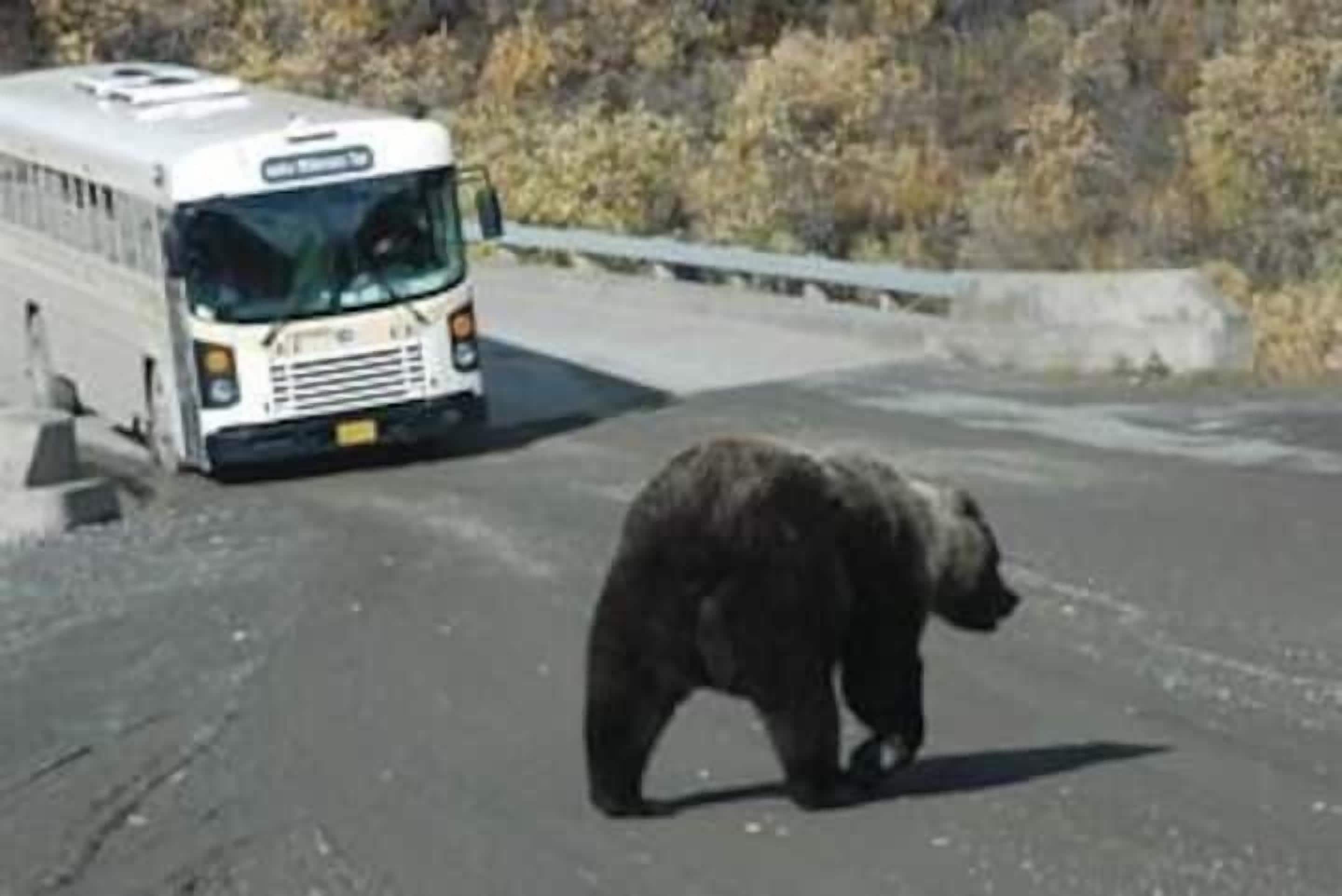 A bear walking on a road with a bus in the background.