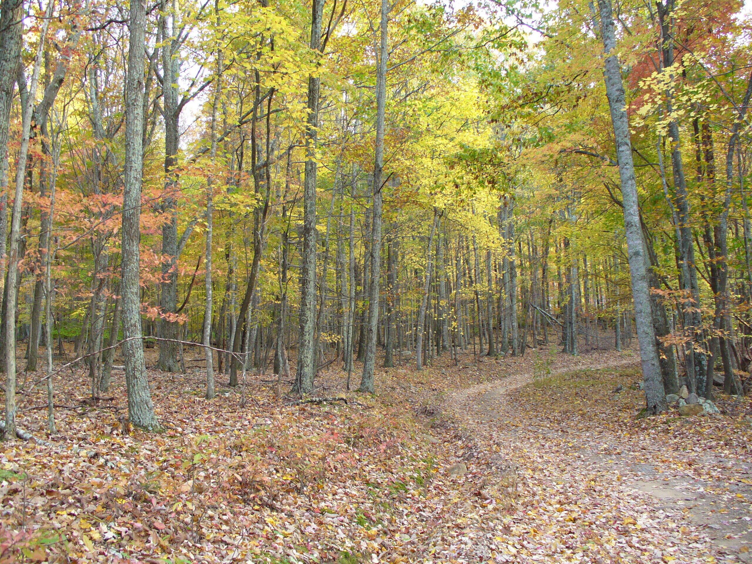 A forest path with trees and fallen leaves.