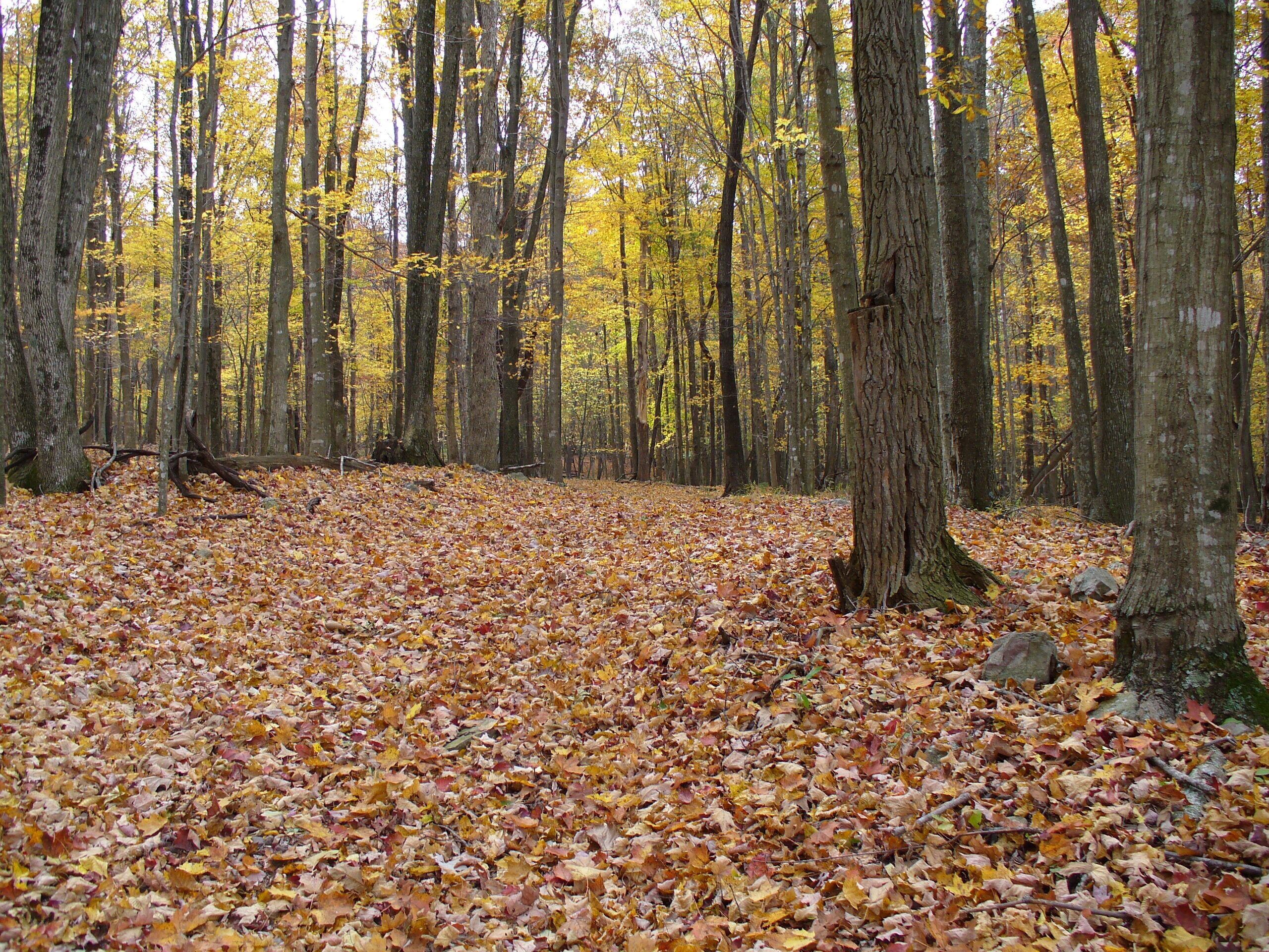 A forest with a ground covered in fallen leaves.