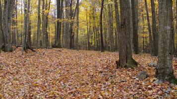 A forest with a ground covered in fallen leaves.