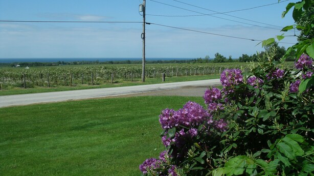 Paesaggio rurale con una strada, vigneti e fiori viola in primo piano.