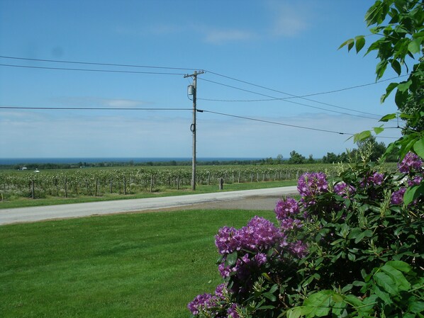 Property grounds - Relax among vineyards and orchards on this working grape farm. (Ripley)