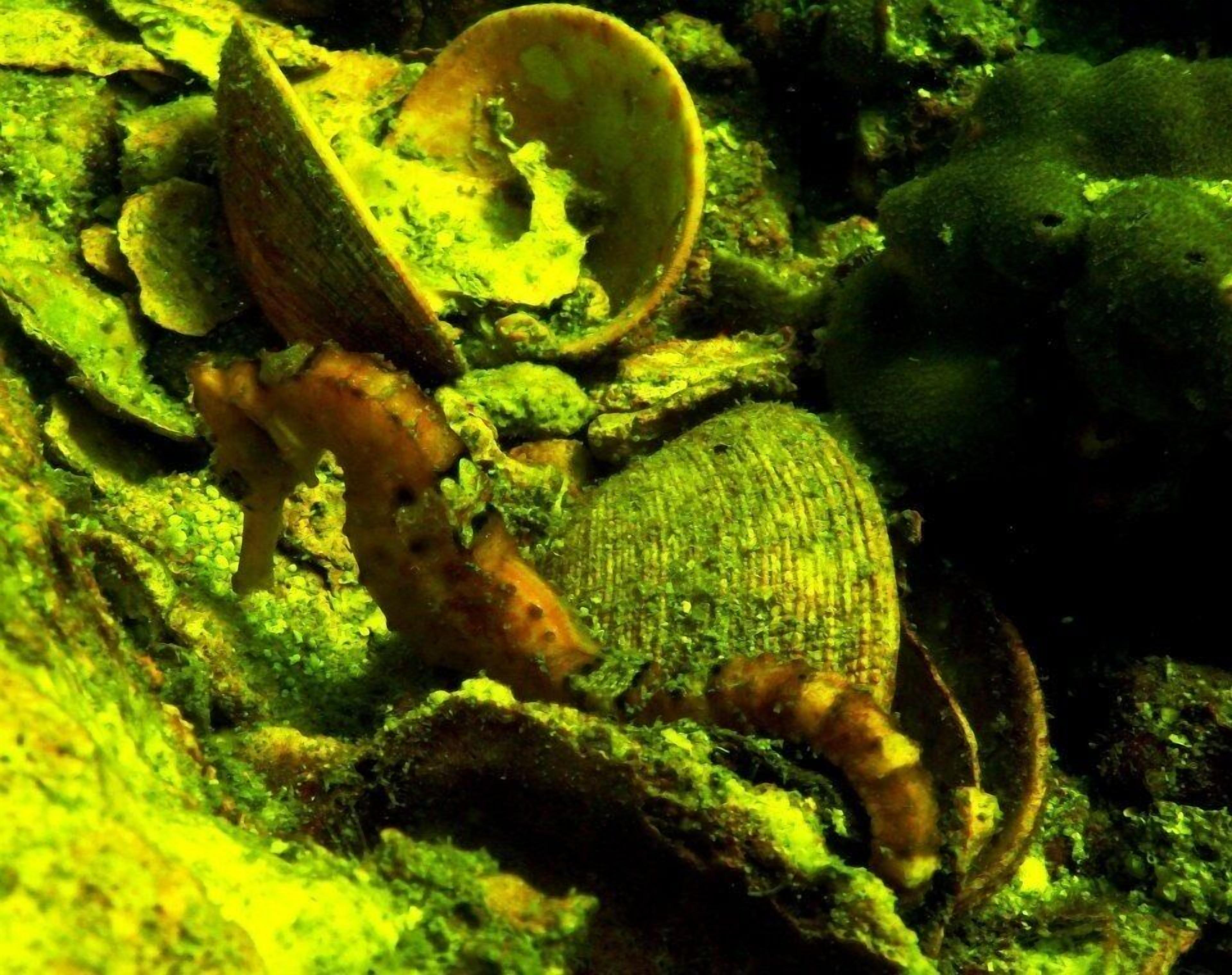 A rocky underwater scene with a large shell and a conch shell.