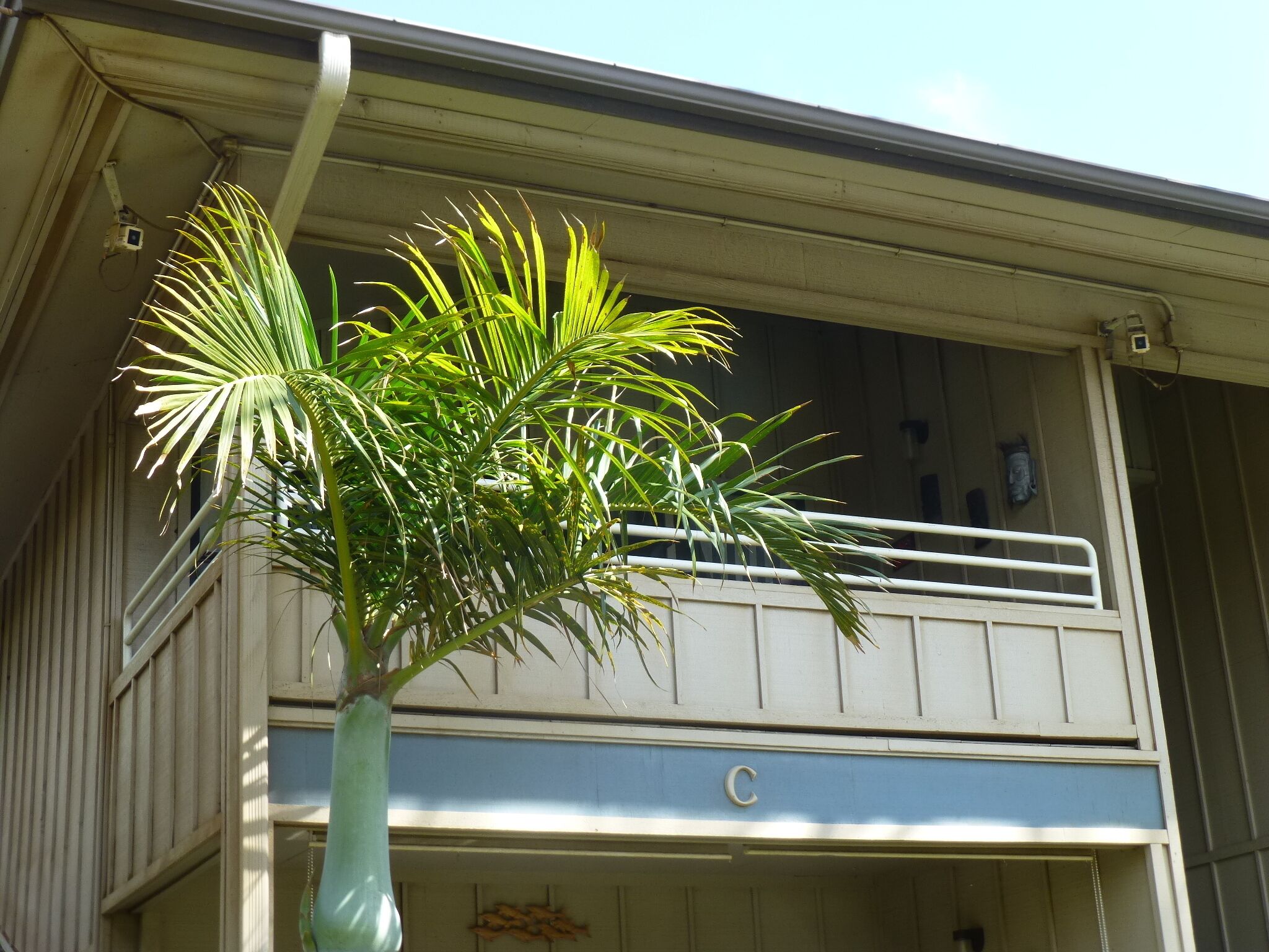Un edificio con un balcón y una palmera.