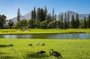 Golf - Walk to the beach in this lush, serene house with a private garden oasis (Princeville)
