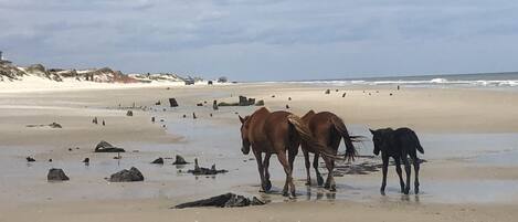 Ubicación cercana a la playa y tumbonas