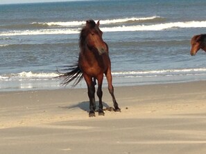 Beach nearby, sun-loungers