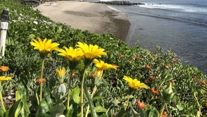 Un paysage côtier avec une plage de sable, des vagues de l’océan et une variété de fleurs au premier plan.