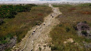 Paesaggio costiero con spiaggia sabbiosa e sentiero erboso che conduce verso il mare.