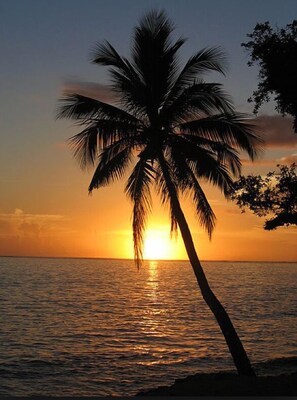 A palm tree silhouetted against a sunset over a calm sea. - Off-Grid Glamping Close to Beaches (Pahoa)