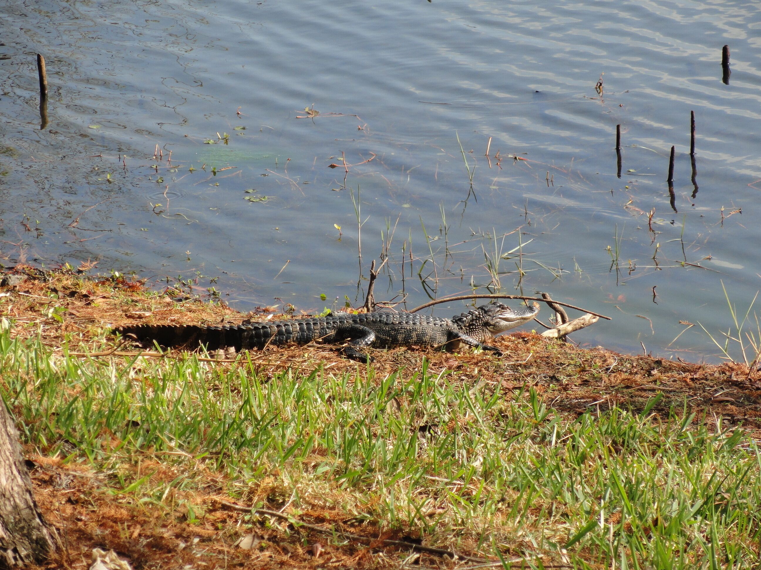 An alligator near a body of water with grass and reeds.