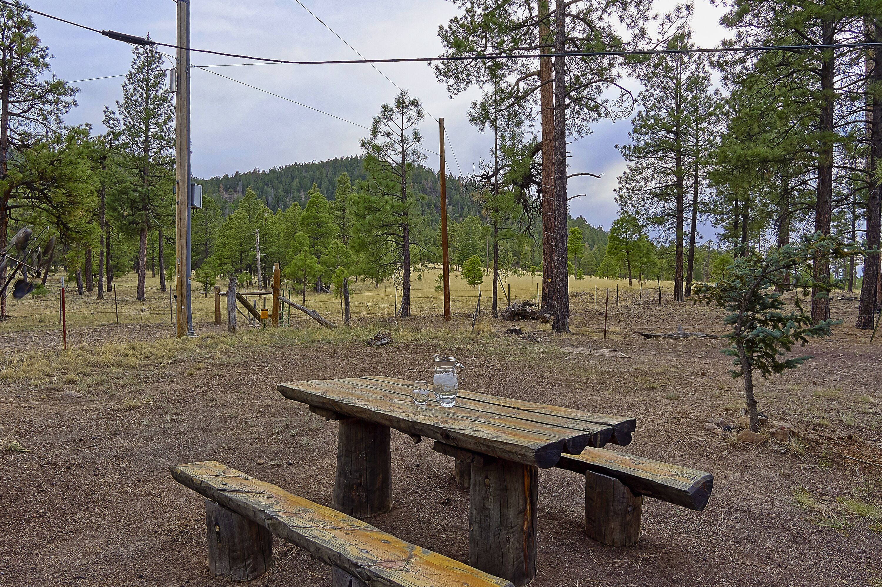 A picnic table with a glass and a pitcher, surrounded by a forested area with pine trees and a fence.