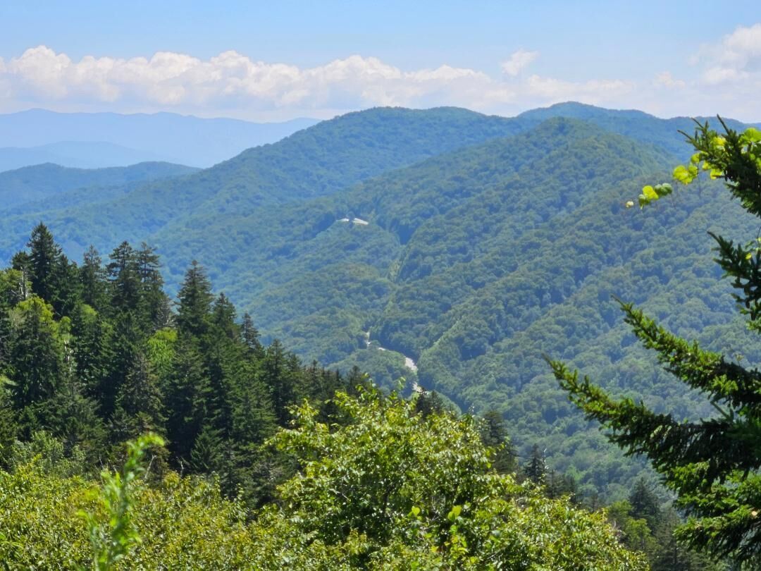 Paesaggio montuoso con fitta foresta e strada tortuosa.