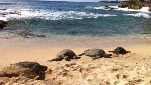 A beach with three sea turtles on the sand near the water.