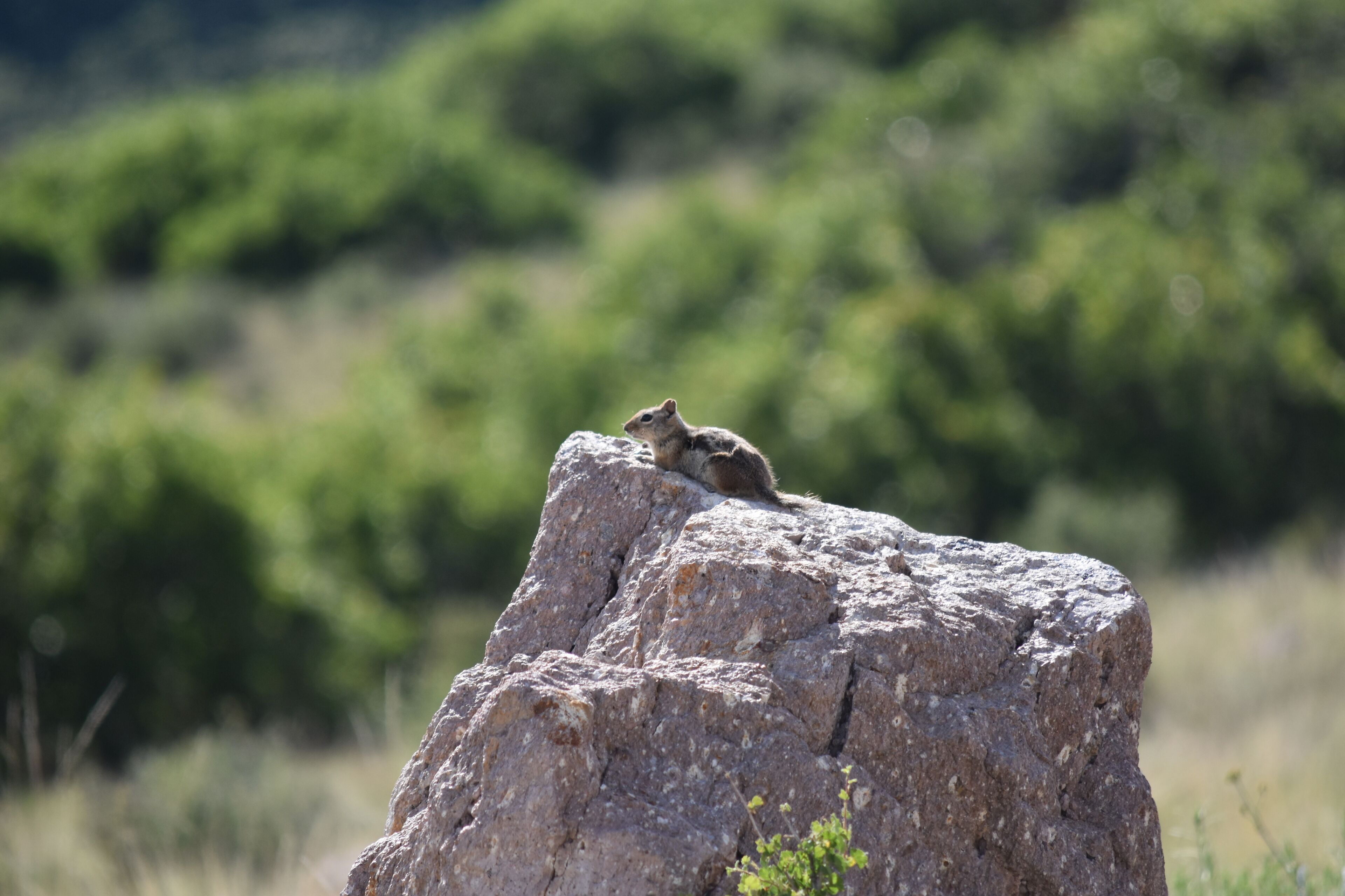 Ein Eichhörnchen auf einem Felsen vor unscharfem Grün.