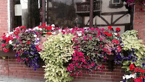 A building with a closed sign, a window with a view of mountains, and a flower display on the window sill.