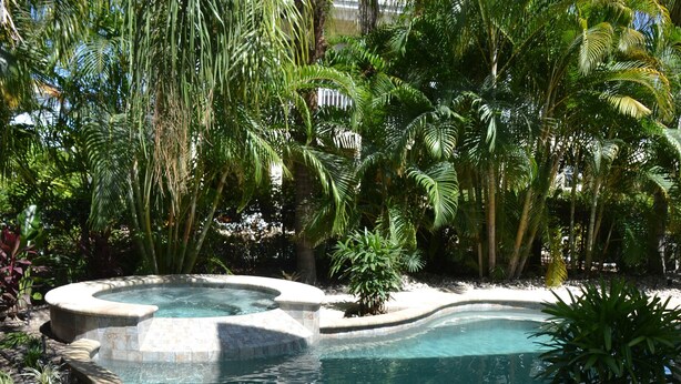 A swimming pool with a curved edge, surrounded by various tropical plants and trees.