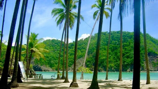 A beach with palm trees and a clear view of the ocean.